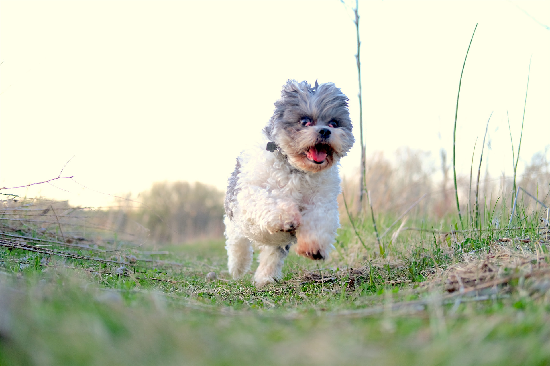 Small dog running joyfully through a grassy field at sunset